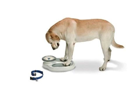 Benefits of a Balanced Diet for Dogs