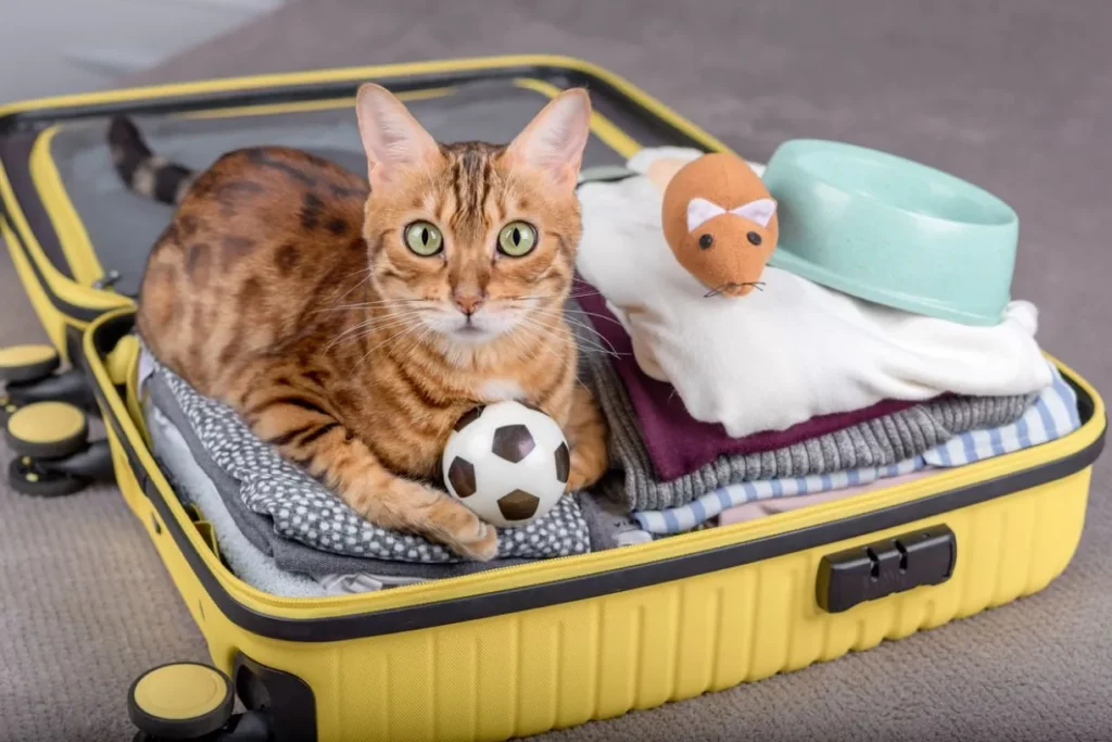 Essential tips for traveling with cats this summer