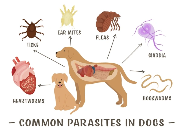 Summer Skin Problems in Dogs