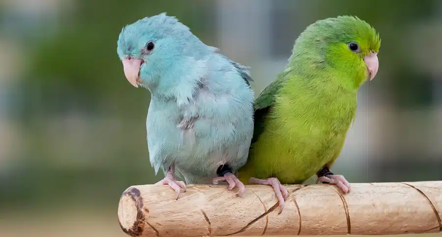 Parrotlets are tiny parrots