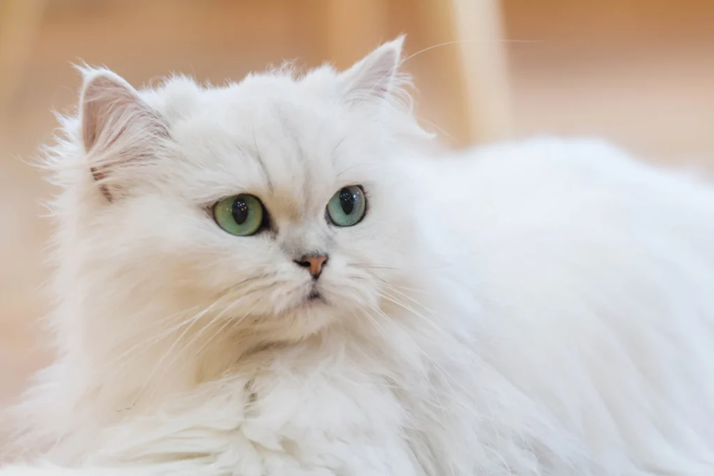 Persian Cat, Big Eyes, Small Cat Breed