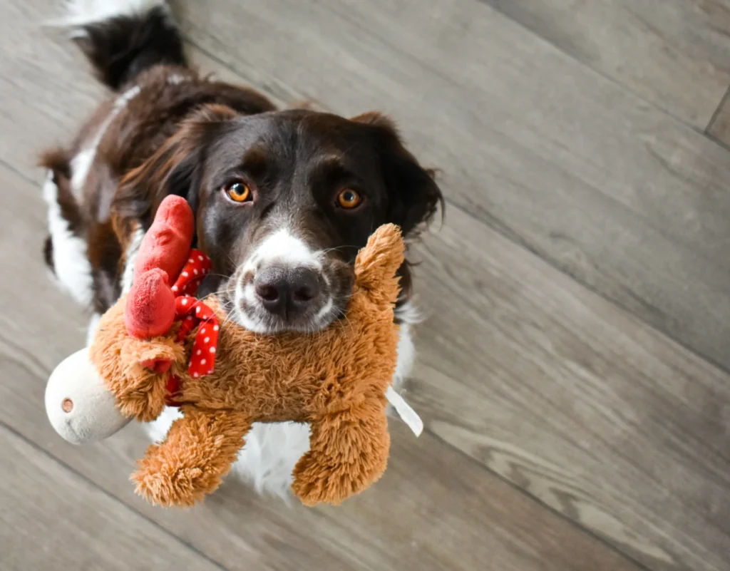 Physical Health dogs toys