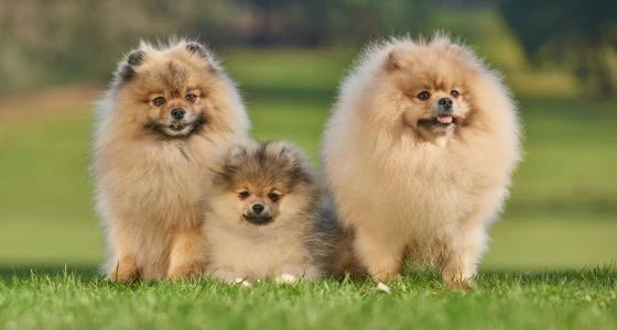 Discover the Best Small Dog Breeds that are Loyal