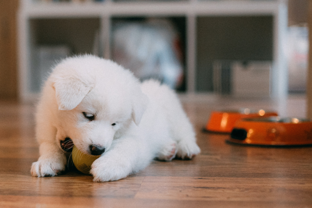 P15: Best Dog Health Care: Preparing Your Home for a New Puppy