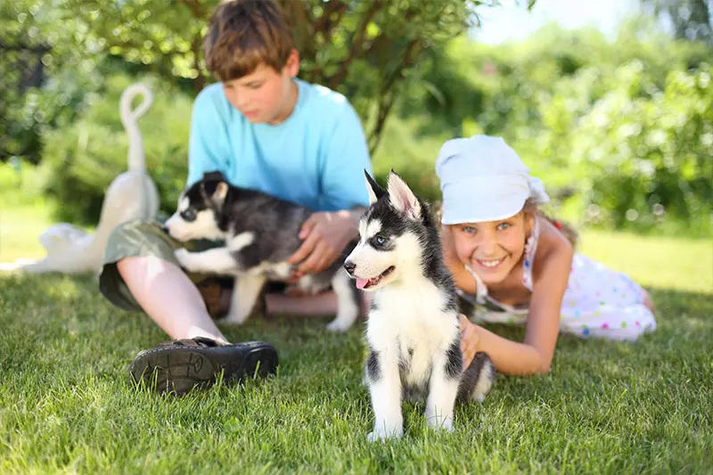 Early Socialization Why It’s Crucial for Puppies