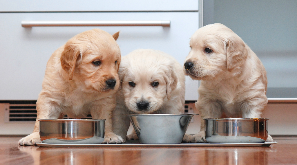 Puppy Nutrition