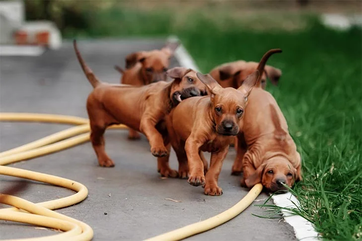 Puppy to Different Environments