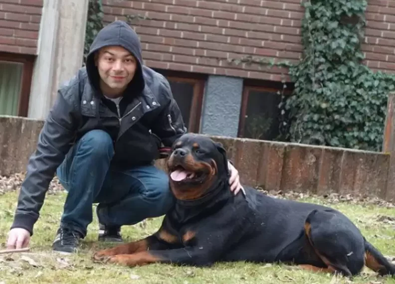 Essential Tips for Raising a Rottweiler