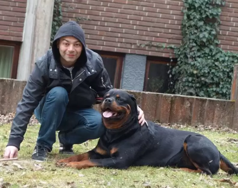 Essential Tips for Raising a Rottweiler