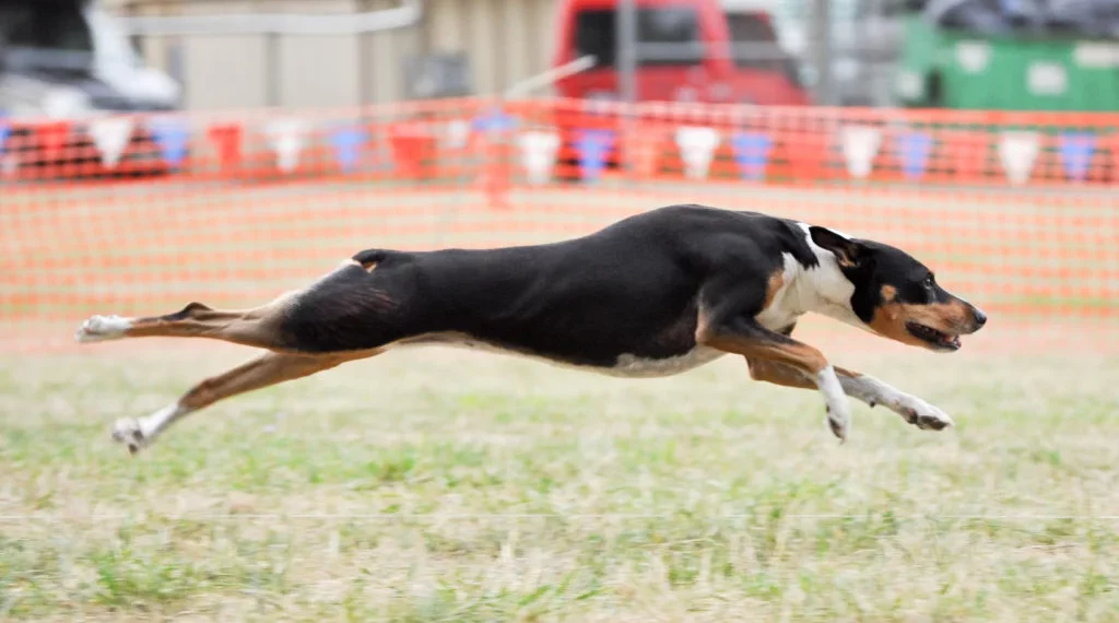 Top Small Dog Breeds for Agility Competitions