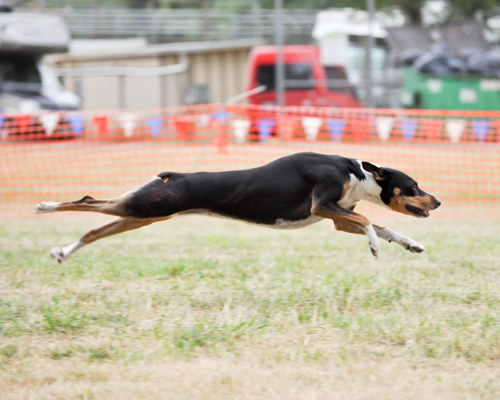 Rat Terrier