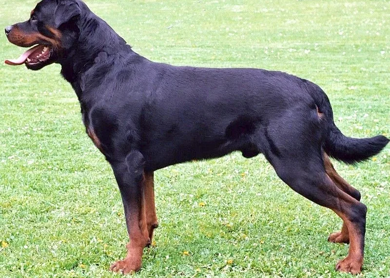 Rottweiler