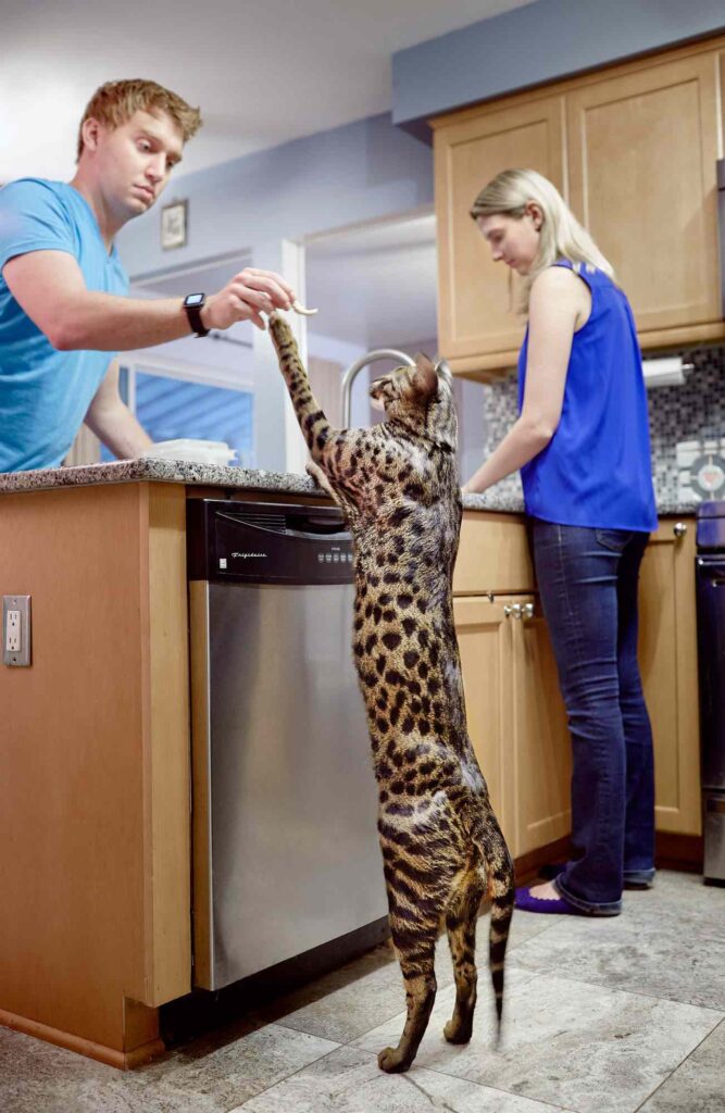 Savannah Cat s