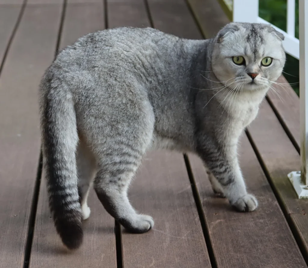 Explore the enchanting world of Scottish Fold Cat