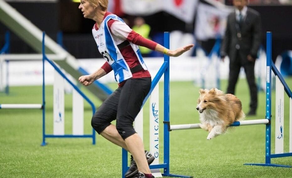 Top Small Dog Breeds for Agility Competitions