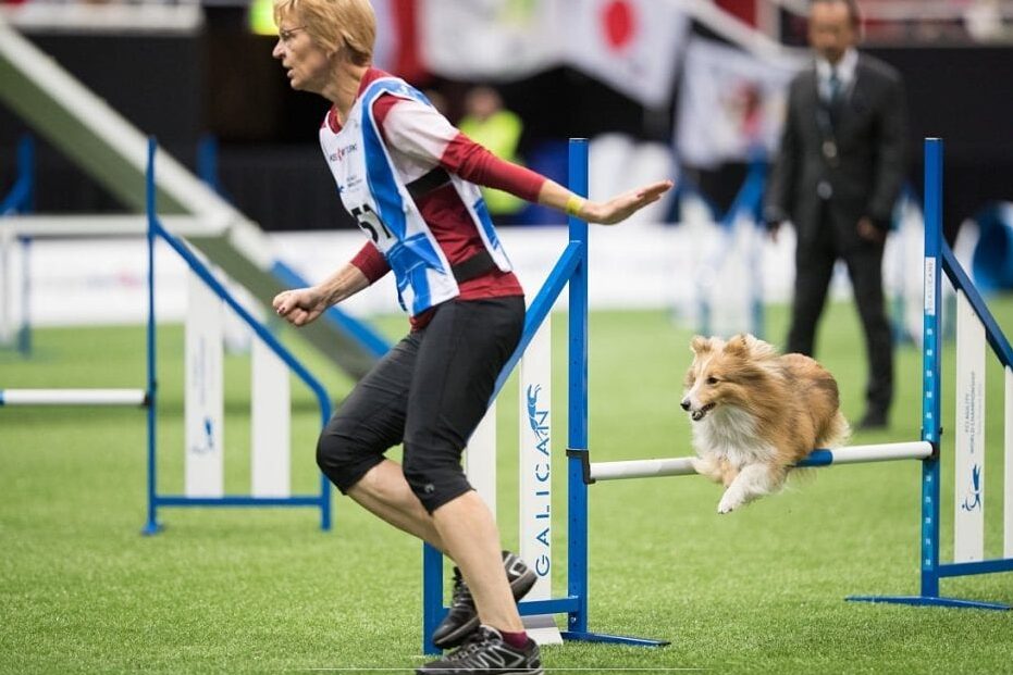 Top Small Dog Breeds for Agility Competitions