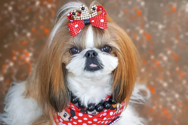 Discover the Best Small Dog Breeds that are Loyal