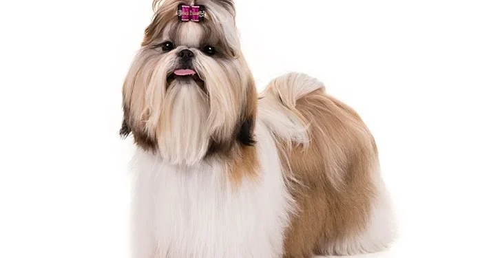 Shih Tzus are renowned 