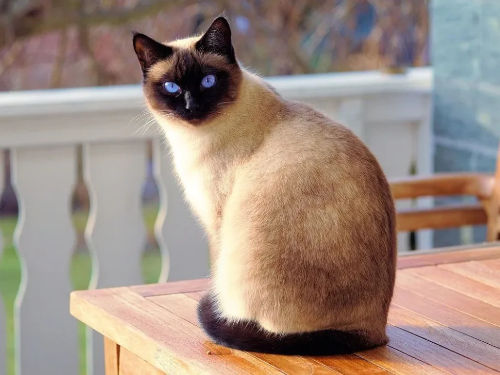 Siamese