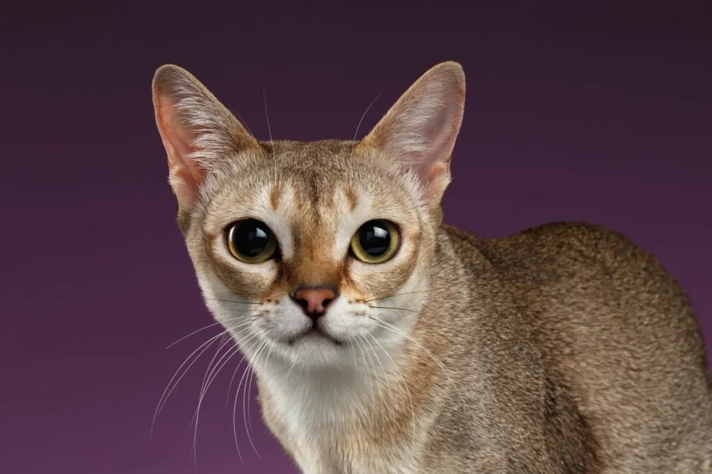 Singapura Cat - Smallest Cat Breed with Large Eyes