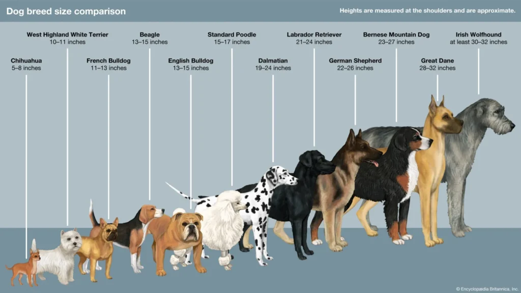 Size and Physical Appearance