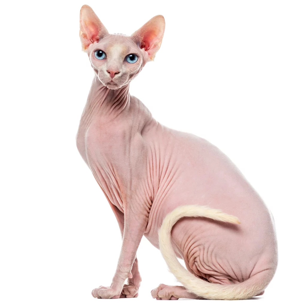 Top Small Cat Breeds with a Sleek Appearance