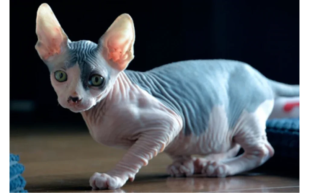 Sphynx-cat-searchtrusted