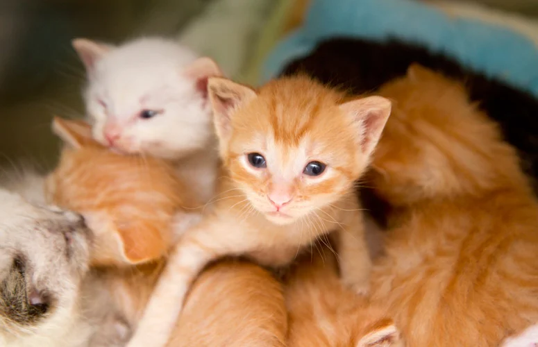 kitten development stages and providing the best cat health care