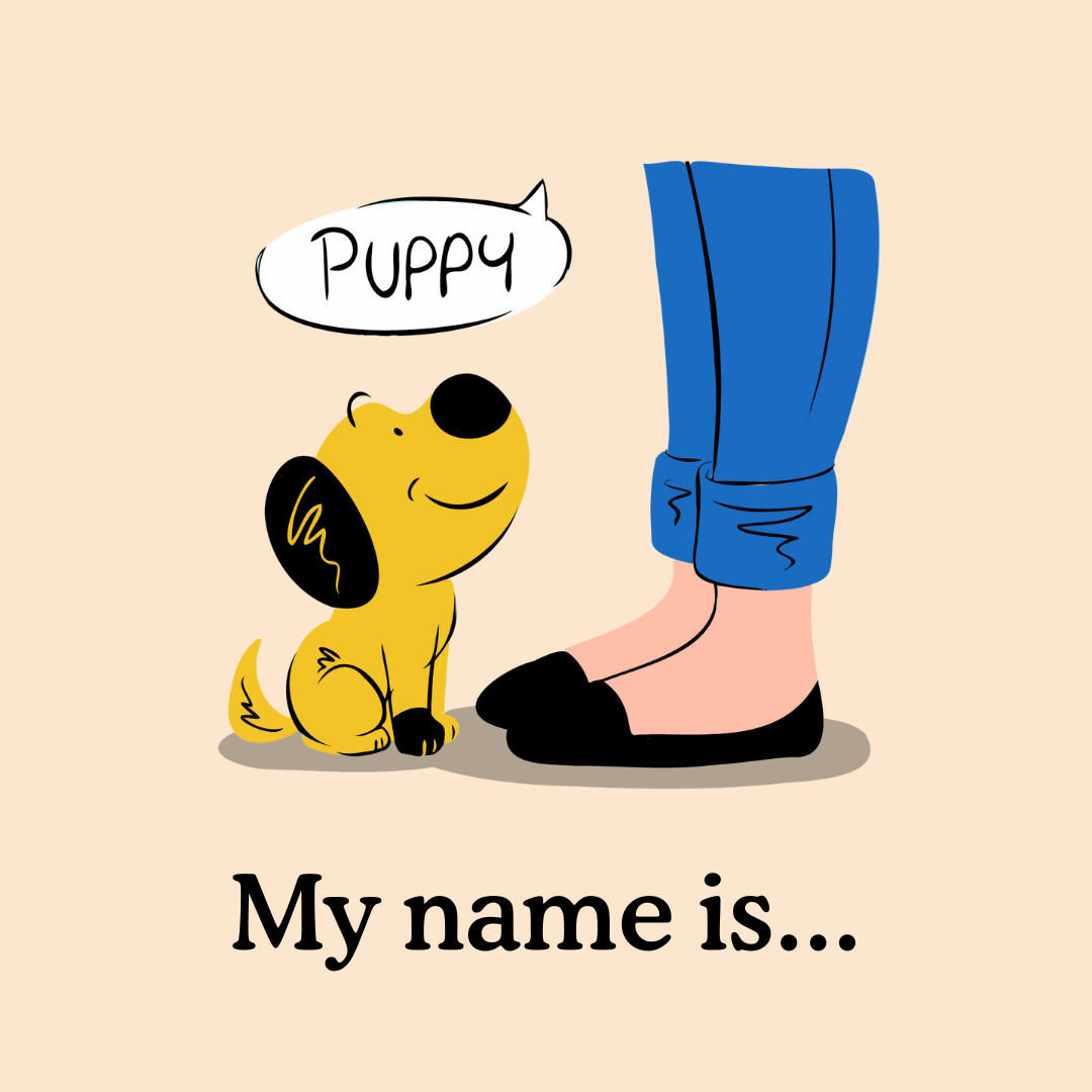 Why Teaching Your Puppy to Respond to Its Name Matters