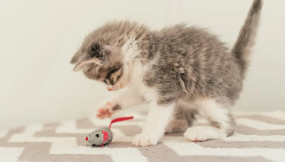 Using Toys to Curb Destructive Behavior in Young Cats