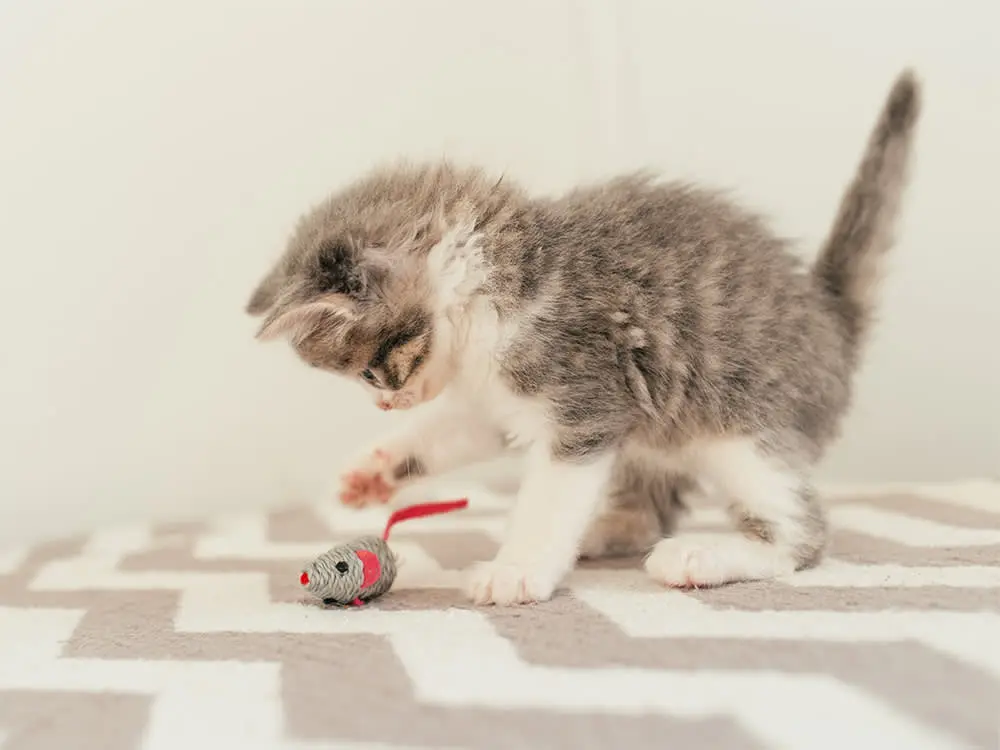 Using Toys to Curb Destructive Behavior in Young Cats