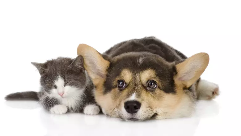 Find Small Cat Breeds That Are Great with Dogs