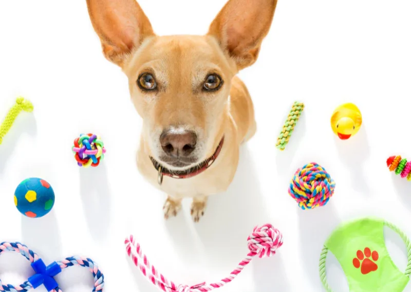 Tips for Maintaining Safe Dog Toys