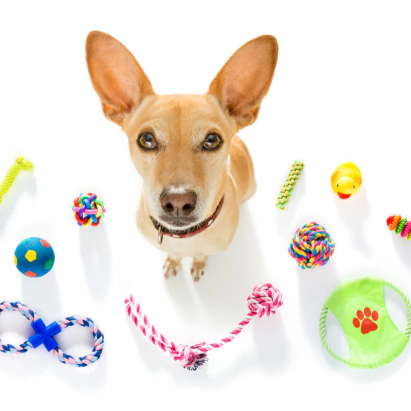 Tips for Maintaining Safe Dog Toys