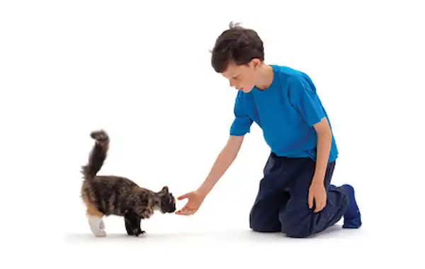 Training Your Kitten to Come When Called