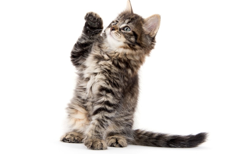 Effective Tips for Training Your Kitten to Stay and Wait