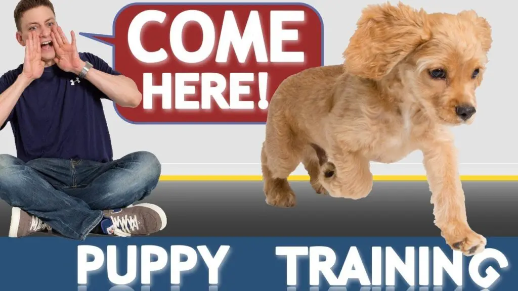 Step-by-Step Guide to Training Your Puppy to Come When Called