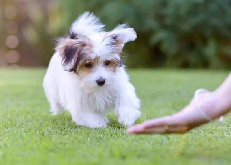 Step-by-Step Guide to Training Your Puppy to Come When Called