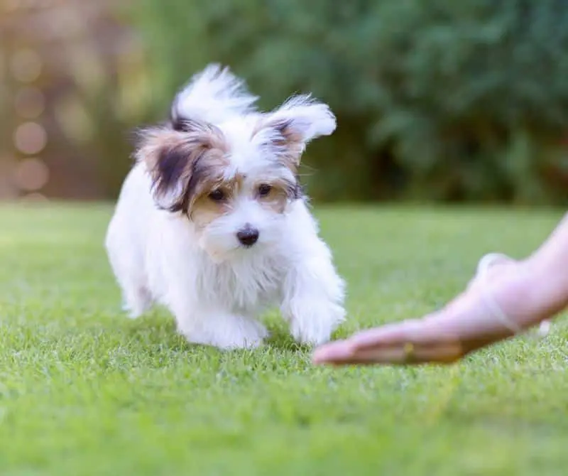 Step-by-Step Guide to Training Your Puppy to Come When Called