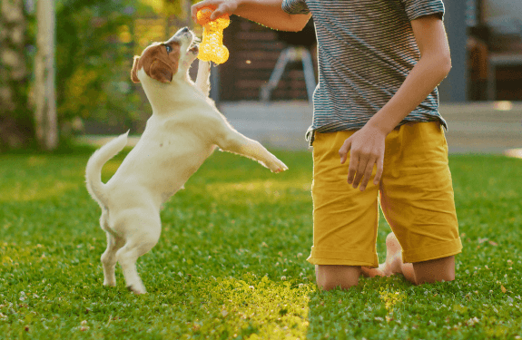 Quiet Small Dog Breeds