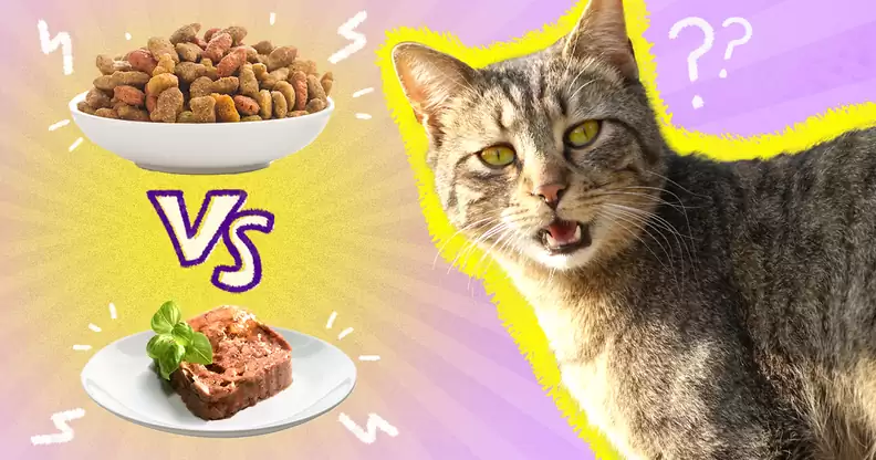 Types of Cat Food Wet vs. Dry