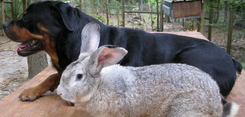 Understanding Large Rabbit Breeds1