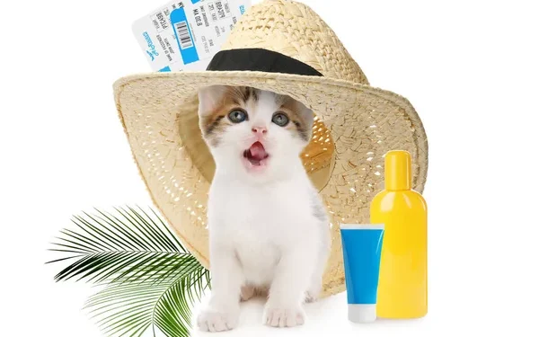 Sun Safety Tips for Cats