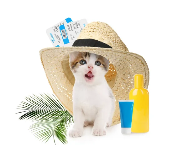 Sun Safety Tips for Cats