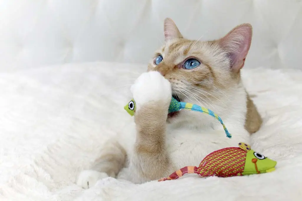 Using Toys to Curb Destructive Behavior in Young Cats