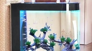 Water Quality for Feng Shui Fish Tanks3