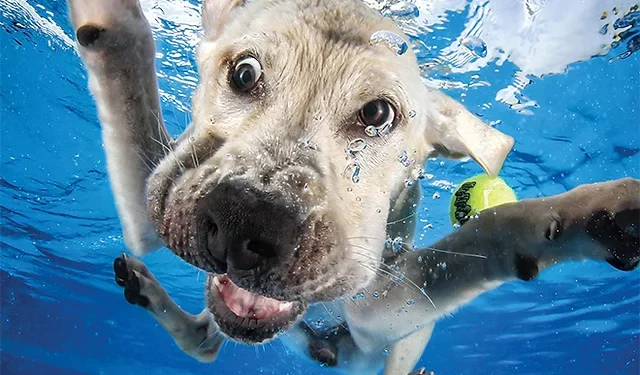 By following these Safe Swimming Tips for Dogs