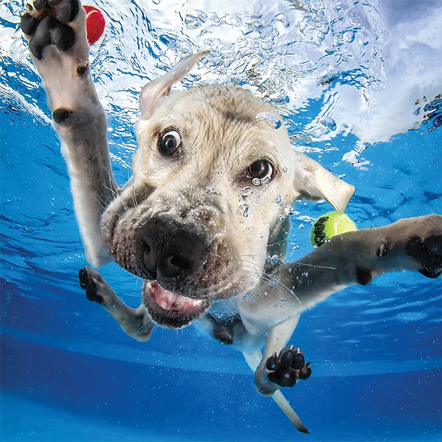 By following these Safe Swimming Tips for Dogs