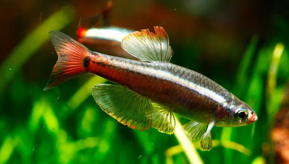  White cloud mountain minnows are delightful small fish native to China