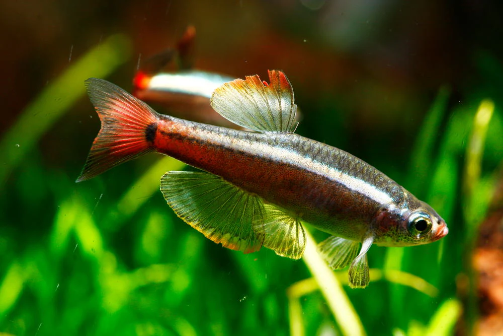  White cloud mountain minnows are delightful small fish native to China